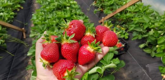 Клубника "КЛЕРИ" (6 шт.)